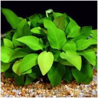 Растение Анубиас нана